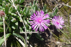 Delosperma pilosulum