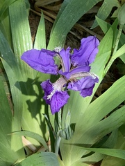 Iris tectorum