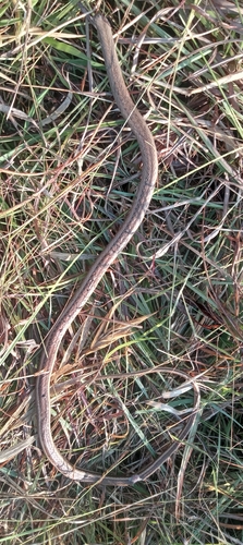 Eastern Stripe-bellied Sand Snake