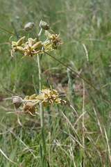 Miraglossum pulchellum