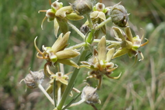 Miraglossum pulchellum