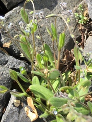 Myosotis stricta