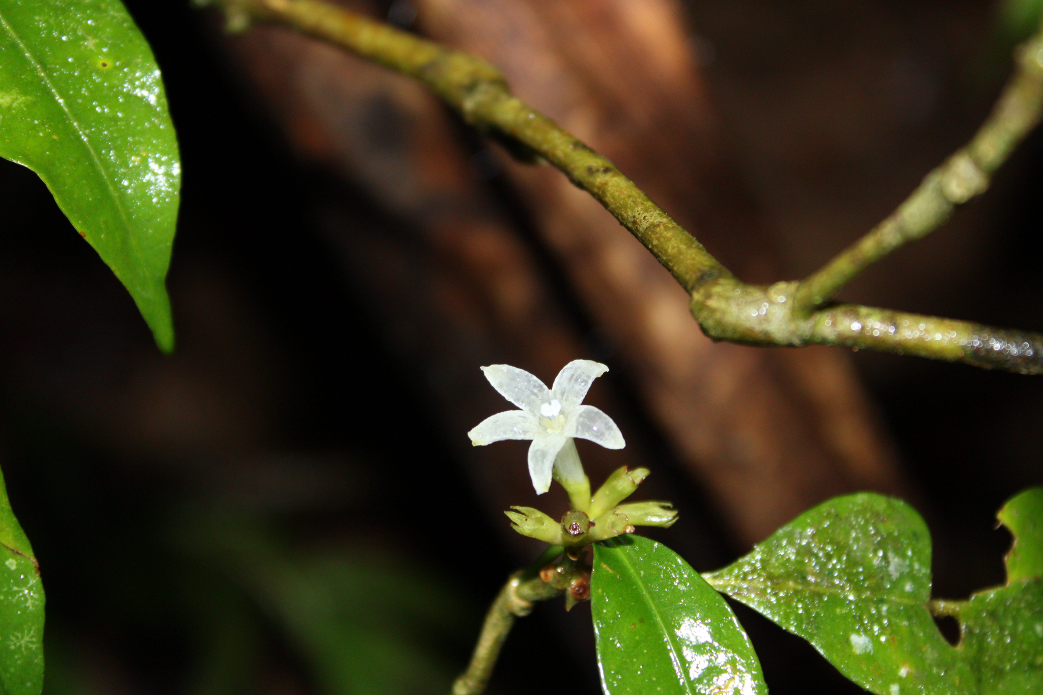 Psychotria suterella