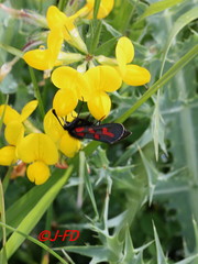 Zygaena oxytropis