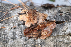 Steccherinaceae