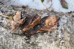 Steccherinaceae