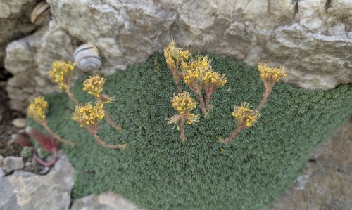 Saxifraga ferdinandi-coburgi, photograph 2