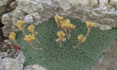 Saxifraga ferdinandi-coburgi, photograph (c) Mattia Menchetti, some rights reserved (CC BY)