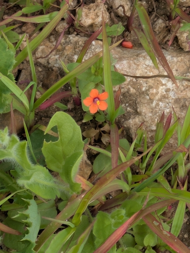 scarlet pimpernel