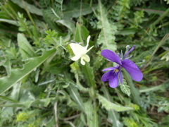 Viola etrusca