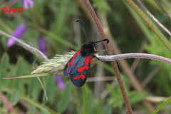 Zygaena oxytropis