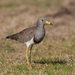 Grey-headed Lapwing - Photo (c) Ákos Lumnitzer, some rights reserved (CC BY-NC-ND), uploaded by Ákos Lumnitzer