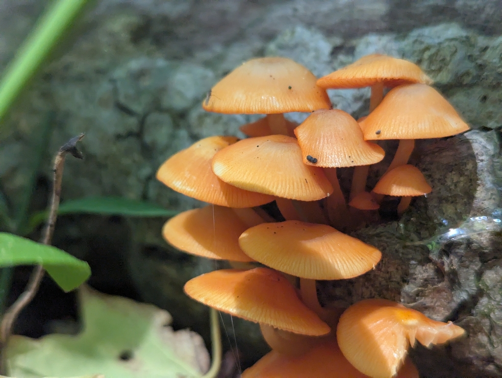 orange mycena · June 2026 · photo: Photo: (c) Bryn, some rights reserved (CC BY) · iNaturalist