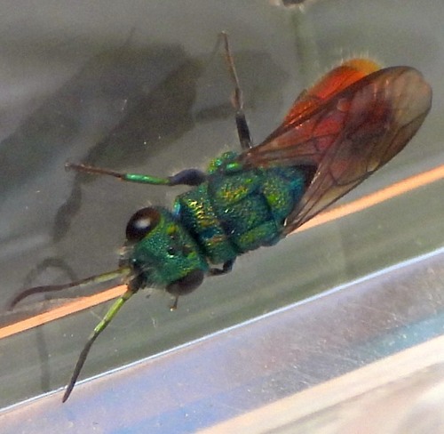 Chrysura radians