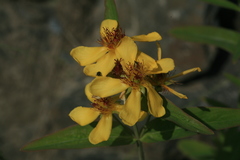 Hypericum ascyron gebleri