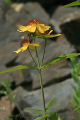Hypericum ascyron gebleri