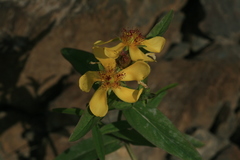 Hypericum ascyron gebleri