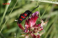 Zygaena oxytropis