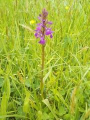 Dactylorhiza elata