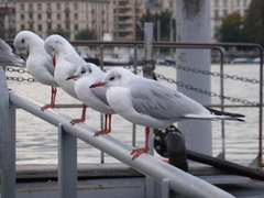 Chroicocephalus ridibundus