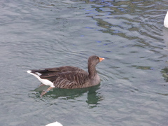 Anser anser domesticus