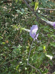 Ipomoea lindheimeri, photograph (c) Jo Roberts, some rights reserved (CC BY)