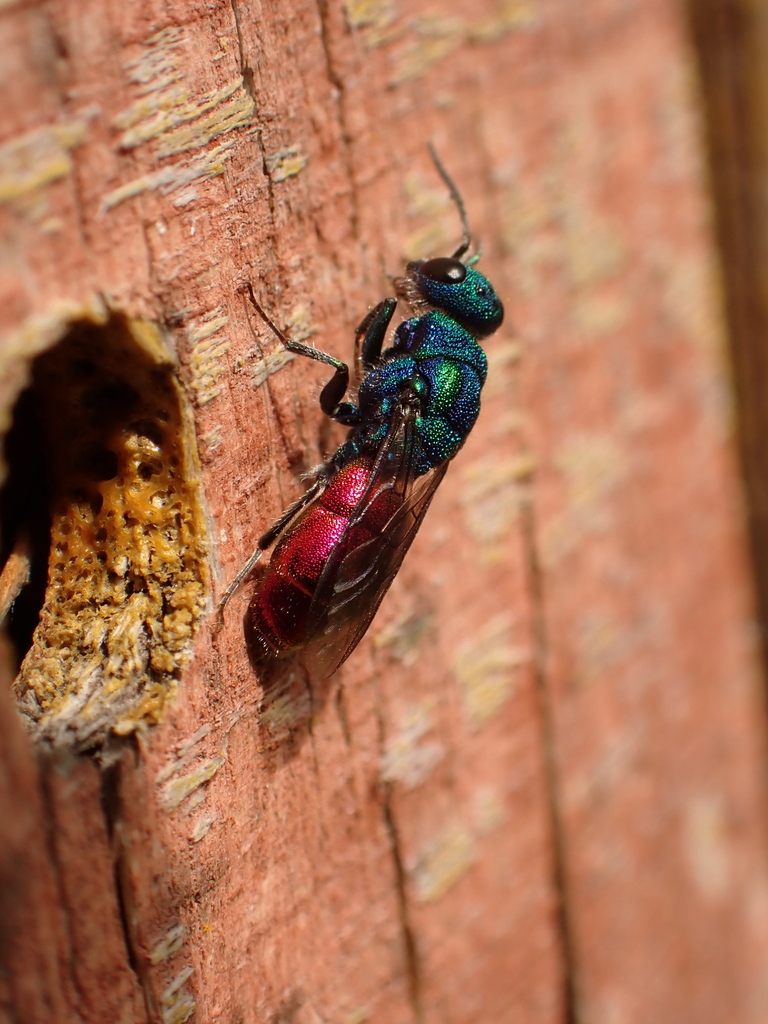 Chrysura austriaca