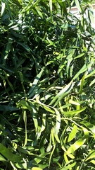 Zamia erosa
