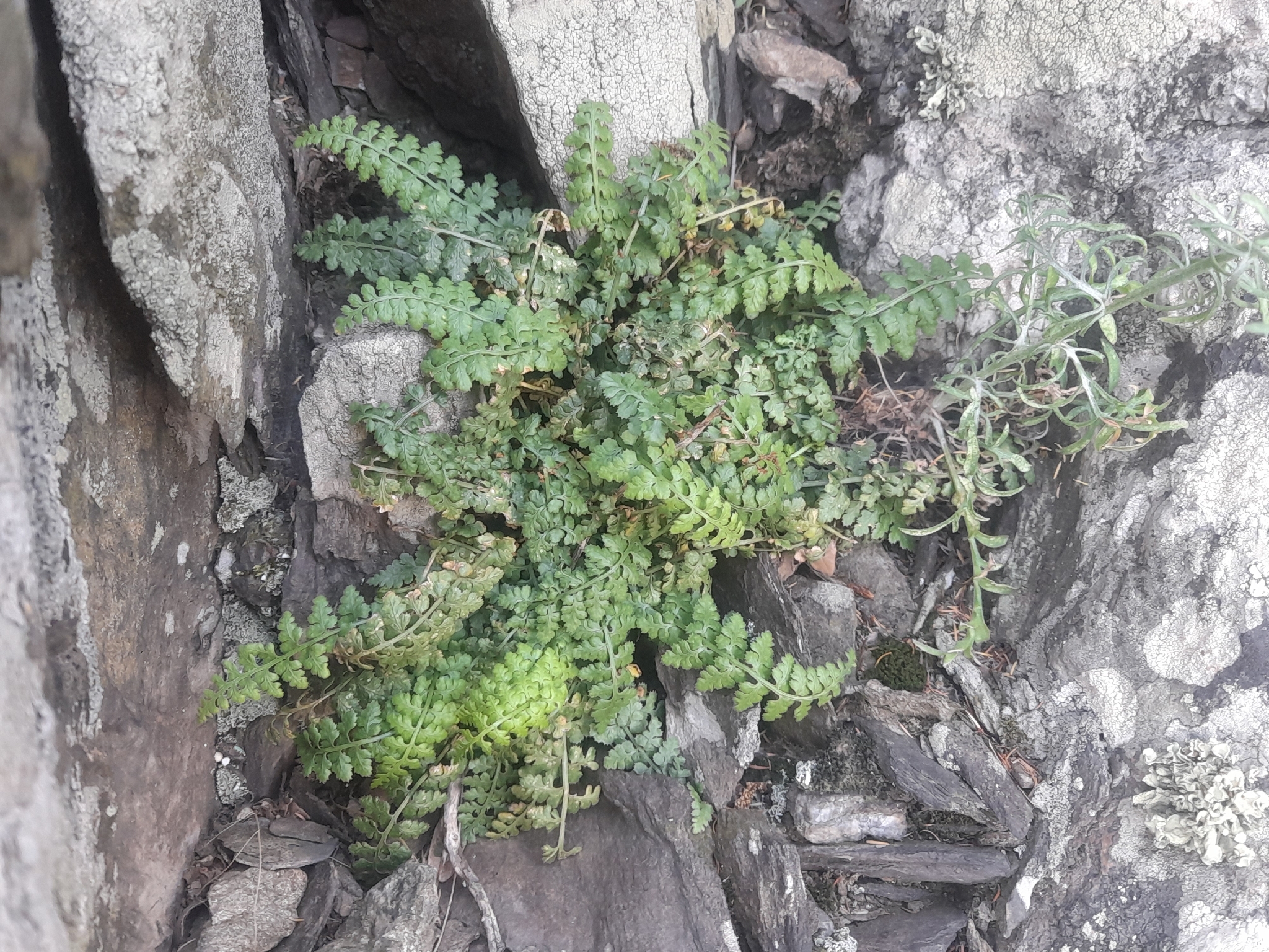 Asplenium forisiense 3