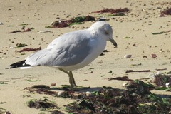 Larus delawarensis