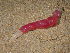 Ochetostoma erythrogrammon