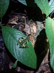 Atelopus pulcher