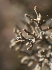 Elytropappus