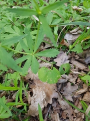 Ranunculus cassubicus