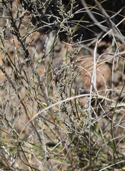 Elytropappus