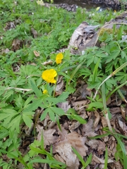 Ranunculus cassubicus