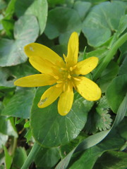 Ficaria verna