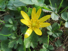 Ficaria verna