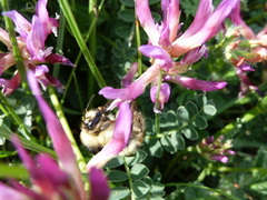 Astragalus monspessulanus monspessulanus