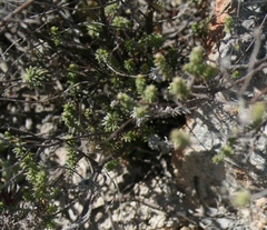 Helichrysum teretifolium