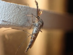 Ochlerotatus