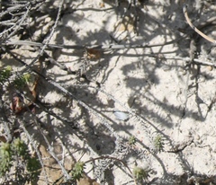 Helichrysum teretifolium