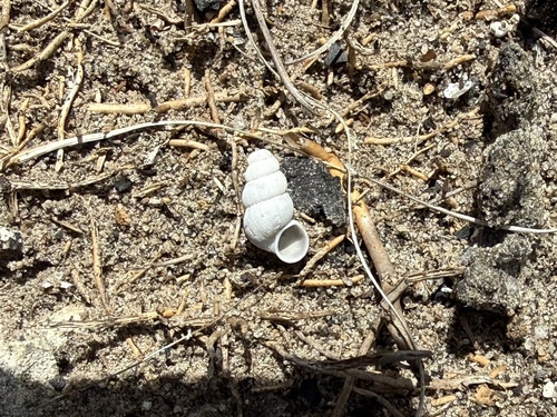Parachondria dentata observed 2026-06-16
