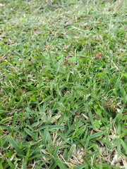 Dactyloctenium australe