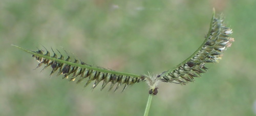 Image of Dactyloctenium australe by (c) Nicola van Berkel, some rights reserved (CC BY-SA)