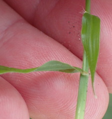 Dactyloctenium australe