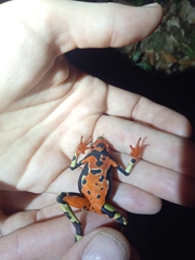 Atelopus pulcher