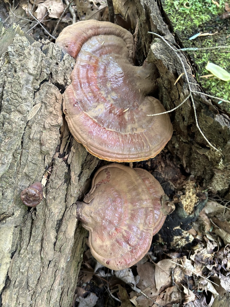 hemlock varnish shelf · June 2026 · photo: Photo: no rights reserved · iNaturalist