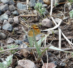 Phyciodes picta