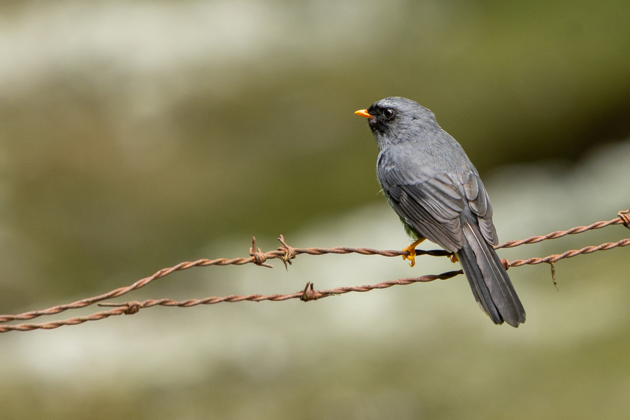 Black-faced Solitaire (Myadestes melanops), photo 7